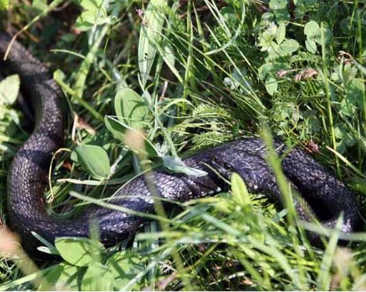 Ovo je prah od kojeg gmizavci beže, pospite ga oko kuće i ne brinite – 1 korak koji treba da uradite ako vas ujede zmija!