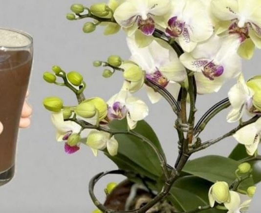 Izlio sam šalicu do korijena! 0DMAH Orhideje cvjetaju tijekom cijele godine na ovaj jednostavan način.