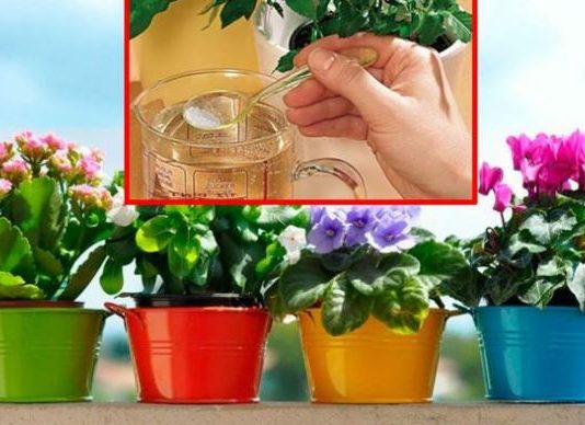 Da vaše biljke cvjetaju dugo i bogato: Bujno cvjetanje i lijepo lišće omogućiće nam OVAJ rastvor