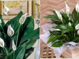 Spathiphyllum – “Ženska sreća”: čudotvorna biljka za žene