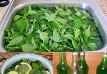 RECEPT ZA SIRUP OD KOPRIVE: OBAVEZNO GA ZABILJEŽITE JER ZBOG PRITISKA FARMACEUTA GA BRIŠU STALNO!
