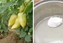 Korijen paprike voli ovo đubrivo IZ KUHINJE i proizvodi kao divlje nakon njega: Preporučujem ga svima koji žele veliku žetvu BEZ hemikalija!