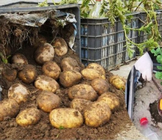 Kako uzgojiti krumpir u vreći za uzgoj (Vodič za početnike)