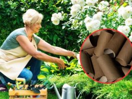 NE BACAJTE ROLNU TOALET PAPIRA: JEDNA ŽENA JE NAPRAVILA ČUDO – I SVI ĆE OVOG PROLEĆA POSMATRATI NJENO DVORIŠTE