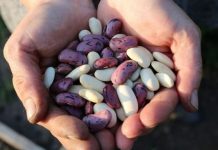 PRIJE KUHANJA NE POTAPAJTE GRAH U VODU: Umjesto toga iskoristite ovu namirnicu, NEĆETE SE POKAJATI