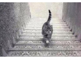 PSIHOLOŠKI TEST – DA LI MAČKA SA SLIKE SILAZI ILI SE PENJE UZ STEPENICE: Odgovor otkriva kakva ste ličnost zapravo!