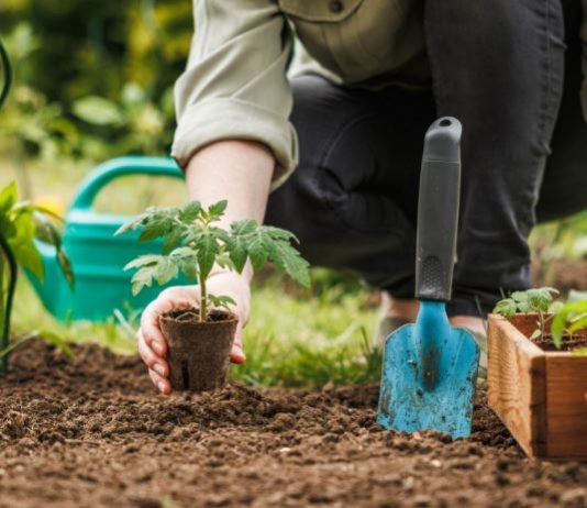 U jesen sam zakopao cijeli paradajz u bašti: OVO JE IZRASLO IZ NJEGA USRED LJETA!