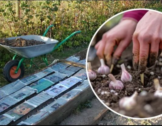 Bijeli luk za zimu sadim samo preko NOVINSKOG TRIKA! Savršena metoda sadnje za sve zaposlene ljude