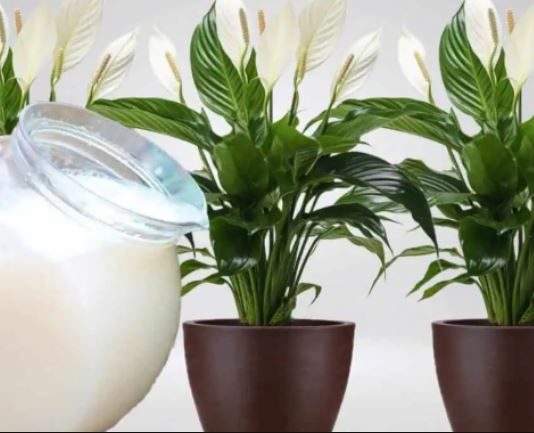 Samo 1 šoljica će bukvalno učiniti da SPATIFILUM eksplodira: Nikada prije niste vidjeli toliko cvijeća i novih listova!