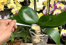 1 kašičica direktno u saksiju i 0RHIDEJA cvjeta skoro N0N-ST0P: Nema plijesni, bolesti i imam 5 puta više cvjetova!