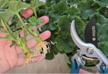 Učinite to u Januaru: Grm neće požutjeti, ostatće zelen cijelo ljeto, brzo će rasti i obilno cvjetati!