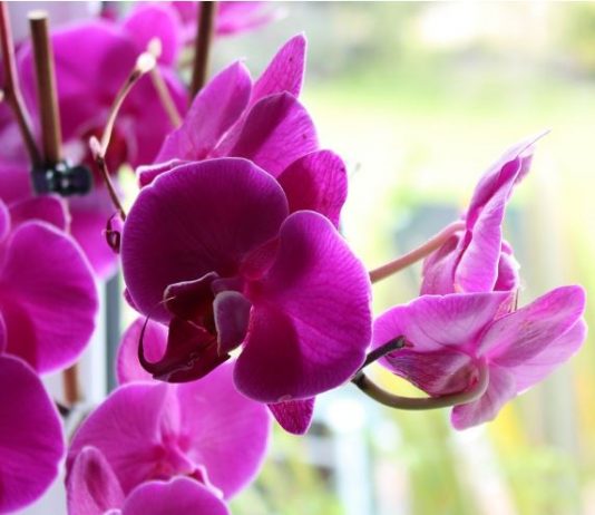 Orhideja ovu tečnost voli više od vode: Samo 2 kašike su dovoljne da cveta kao luda tokom cele godine