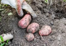 Posadite mladi krompir u martu i u junu ćete dobiti proizvod koji će vas hraniti do zime