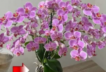 URADITE OVO HITNO U FEBRUARU! Orhideja će cvjetati kao luda i pustiti puno korijena!