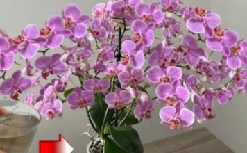 URADITE OVO HITNO U FEBRUARU! Orhideja će cvjetati kao luda i pustiti puno korijena!