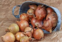 Kada sadim luk, uvijek se pridržavam ovog SAVJETA mog dede: Godinama imam takav rod da mu se i komšije dive!