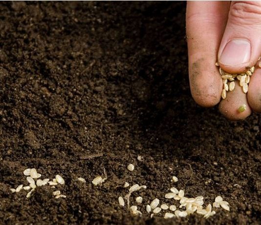 POPIS POVRĆA koje možete sijati uFebruaru i koje će vam DONIJETI ranu berbu!