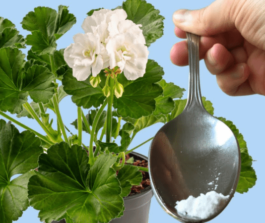 ODMAH JE PROCVJETALA! 1 kašičica za bilo koji kućni cvijet i bujno cvjetanje je zagarantovano!