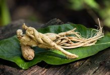 Plod ženšena je moćniji od korena te biljke: Pun je antioksidanasa, pegla bore, topi kilograme i ublažava umor