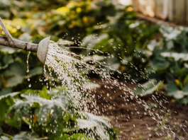 Domaće đubrivo za bolji rast krastavaca: Zalijte ih rastvorom ova 2 sastojka i celo leto imaćete neviđen rod