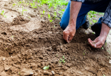 Svi ga koriste za hleb, a nemaju pojma da čini prava čuda u bašti: Pospite malo po zemlji i samo gledajte kako utiče na biljke