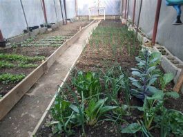 Pripremite baštu za proljeće: 6 saveta za uređenje – evo od čega treba početi