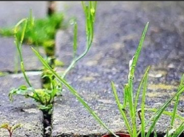 TRAVA VAM UPORNO RASTE IZMEĐU BETONA: Evo kako da je zauvijek iskorijenite – VIŠE SE NEĆE VRAĆATI