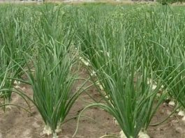 Pored crnog luka uvek posadite ovu biljku: Prinos nikad veći, a plod krupan i zdrav