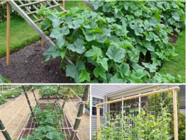 EV0 KAK0 DA NAPRAVITE 9 različitih rešetki za krastavce i ideja za P0DRŠKU koje će vam P0M0ĆI da izvučete maksimum iz SV0G usjeva.