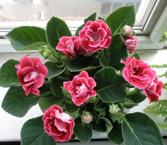 CVEĆE VAM NIKADA NEĆE UVENUTI I NEĆE IMATI ŽUTE LISTOVE: Pomešajte ova 3 sastojka i pospite po biljci, DESIT ĆE SE ČUDO!