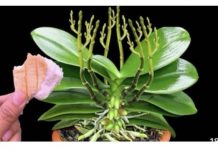 Stavite 1 komad ispod orhideje! Odjednom izraste 100 grana i cvjeta cijele godine