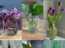 7 biljaka koje rastu i cvetaju u vodi, nema potrebe za korištenjem zemlje