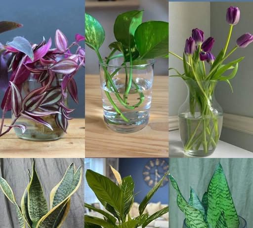 7 biljaka koje rastu i cvetaju u vodi, nema potrebe za korištenjem zemlje