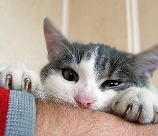 Kako sačuvati namještaj od mačijih kandžica