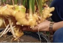 Uzgoj đumbira iz korijena kupljenog u prodavnici je vrlo jednostavan. NIKADA ga više nećete kupiti u trgovini!