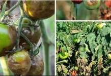 PLAMENJAČA UNIŠTAVA PLOD I SAV VAŠ TRUD: Evo kako možete da zaštite povrće…JEDNOSTAVAN TRIK