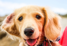 Pas može da nanjuši ovih 9 bolesti kod vlasnika i pre nego što se pojave simptomi
