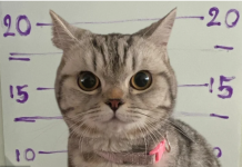 Policija ‘uhapsila’ mačku: “Optužena je za napad na nas, zadržat ćemo je u pritvoru”