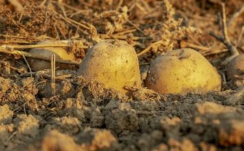 Jednostavan prirodni sastojak za TRAJNO UKLANJANJE krompirovih zlatica – najvećih štetočina koje NAPADAJU KROMPIR!