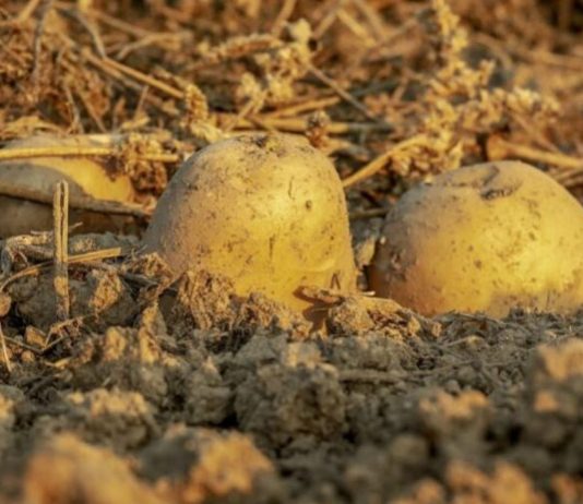 Jednostavan prirodni sastojak za TRAJNO UKLANJANJE krompirovih zlatica – najvećih štetočina koje NAPADAJU KROMPIR!