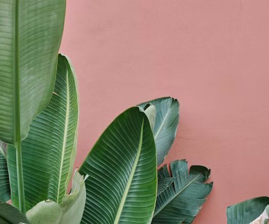 Fikus u stanu? Evo šta morate znati pre nego što ga unesete u dom