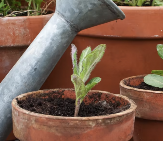 Presađivanje biljaka: jednostavan korak koji donosi ogromne razlike