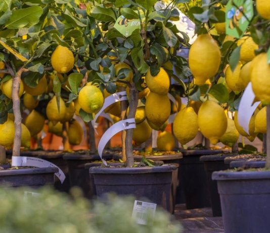 Imate stan s malim balkonom? Sasvim dovoljno za uzgoj voćki, ovo su sorte koje najbolje uspijevaju!