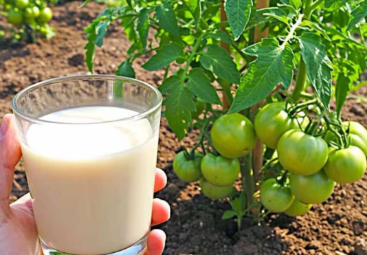 HITNO spasi povrće u bašti od toplog talasa i suše!! NAJEFIKASNIJE Prirodno Đubrivo i navodnjavanje kap po kap!!!