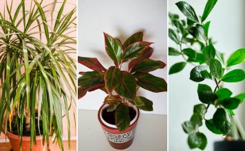 Dodajte malu količinu ovog sastojka u posudu i vaše će sobne biljke napredovati kao nikada prije: RAST ĆE KAO LUDE!