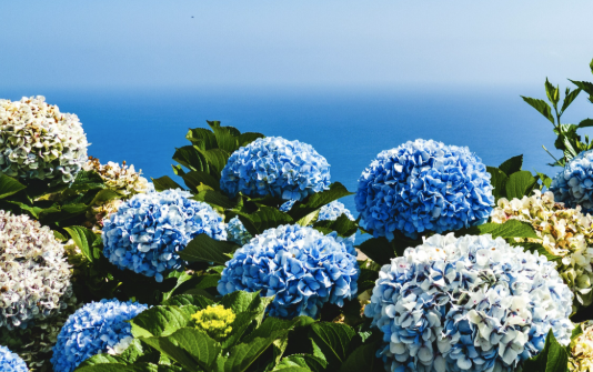 Jedna kašika za cvjetanje – Genijalan način za oživljavanje ruža i hortenzija