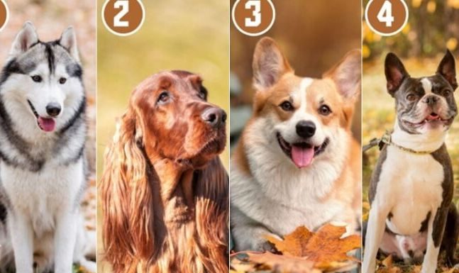 KOJI PAS SA SLIKE VAM SE NAJVIŠE DOPADA? Ovaj test će vam reći mnogo o tome kakva ste osoba