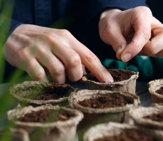 Šta se seje u oktobru i novembru u bašti: Evo koje povrće dobro podnosi niske temperature, a vi prvi u selu ubirate plodove