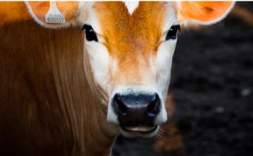 Jednostavan zadatak koji je zbunio internet: Znate li vi tačan odgovor?