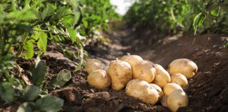 (VIDEO) Vrtlar amater otkriva kako bez kopanja, zalijevanja i gnojenja, njegov vrt proizvede čak 2 tone krumpira svake godine!